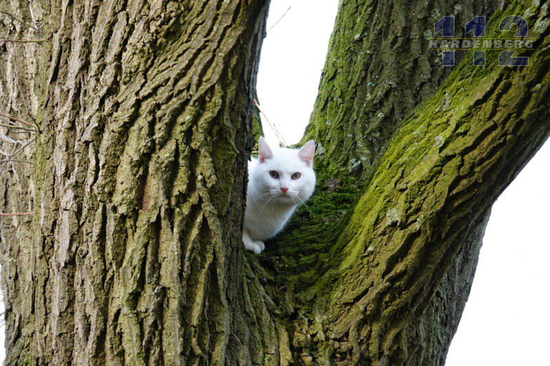 Kat in Bergentheim na 24 uur uit boom ‘gered’