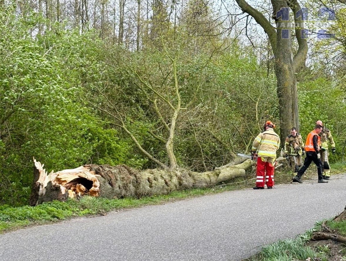 Boom omgewaaid in Dedemsvaart
